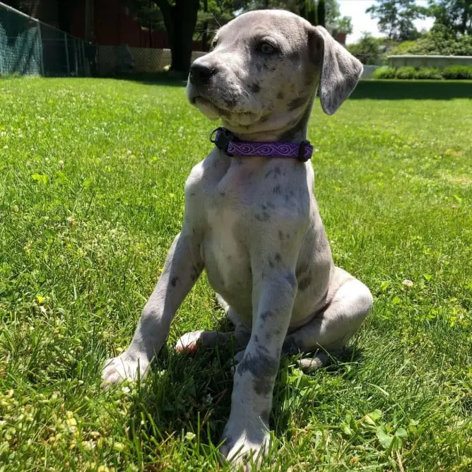 great dane puppies for sale Great Dane Breeders Great Dane puppy for sale Great Dane puppies for sale near me Great Dane Puppies For Adoption Great Dane Price Great Dane sales Great Dane Breeders near me Great Dane puppy for sale near me Great Dane Kennel great dane puppies for sale bc great dane puppies for sale in ny state harlequin great dane puppies for sale in washington all white great dane puppies for sale blue eyed great dane puppies for sale great dane puppies for sale toronto gray great dane puppies for sale great dane dog puppies for sale great dane hybrid puppies for sale cheap great dane puppies for sale near me  registered great dane puppies for sale great dane for sale great danes for sale near me european great danes for sale baby great dane for sale great danes near me for sale european great danes for sale near me fawnequin great dane for sale great dane puppies breeders blue great dane breeders akc great dane breeders near me miniature great dane breeders i want to buy a great dane puppy buy great dane buy great dane puppy buy great dane puppy near me great dane for sale great dane adoption great danes for sale near me white great dane puppy for sale american great dane puppies for sale how much do great danes cost great dane cost