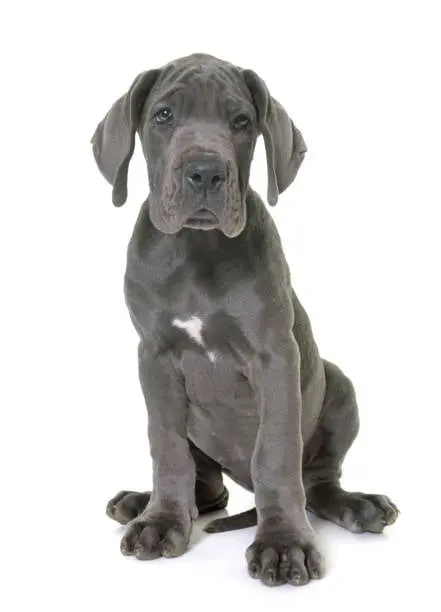 great dane puppies for sale Great Dane Breeders Great Dane puppy for sale Great Dane puppies for sale near me Great Dane Puppies For Adoption Great Dane Price Great Dane sales Great Dane Breeders near me Great Dane puppy for sale near me Great Dane Kennel great dane puppies for sale bc great dane puppies for sale in ny state harlequin great dane puppies for sale in washington all white great dane puppies for sale blue eyed great dane puppies for sale great dane puppies for sale toronto gray great dane puppies for sale great dane dog puppies for sale great dane hybrid puppies for sale cheap great dane puppies for sale near me  registered great dane puppies for sale great dane for sale great danes for sale near me european great danes for sale baby great dane for sale great danes near me for sale european great danes for sale near me fawnequin great dane for sale great dane puppies breeders blue great dane breeders akc great dane breeders near me miniature great dane breeders i want to buy a great dane puppy buy great dane buy great dane puppy buy great dane puppy near me great dane for sale great dane adoption great danes for sale near me white great dane puppy for sale american great dane puppies for sale how much do great danes cost great dane cost