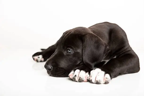 Meet our current Great Dane puppies and find your perfect match