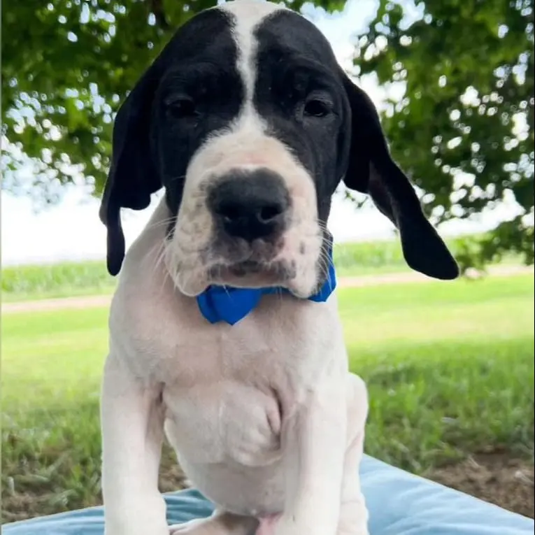 great dane puppies for sale Great Dane Breeders Great Dane puppy for sale Great Dane puppies for sale near me Great Dane Puppies For Adoption Great Dane Price Great Dane sales Great Dane Breeders near me Great Dane puppy for sale near me Great Dane Kennel great dane puppies for sale bc great dane puppies for sale in ny state harlequin great dane puppies for sale in washington all white great dane puppies for sale blue eyed great dane puppies for sale great dane puppies for sale toronto gray great dane puppies for sale great dane dog puppies for sale great dane hybrid puppies for sale cheap great dane puppies for sale near me  registered great dane puppies for sale great dane for sale great danes for sale near me european great danes for sale baby great dane for sale great danes near me for sale european great danes for sale near me fawnequin great dane for sale great dane puppies breeders blue great dane breeders akc great dane breeders near me miniature great dane breeders i want to buy a great dane puppy buy great dane buy great dane puppy buy great dane puppy near me great dane for sale great dane adoption great danes for sale near me white great dane puppy for sale american great dane puppies for sale how much do great danes cost great dane cost